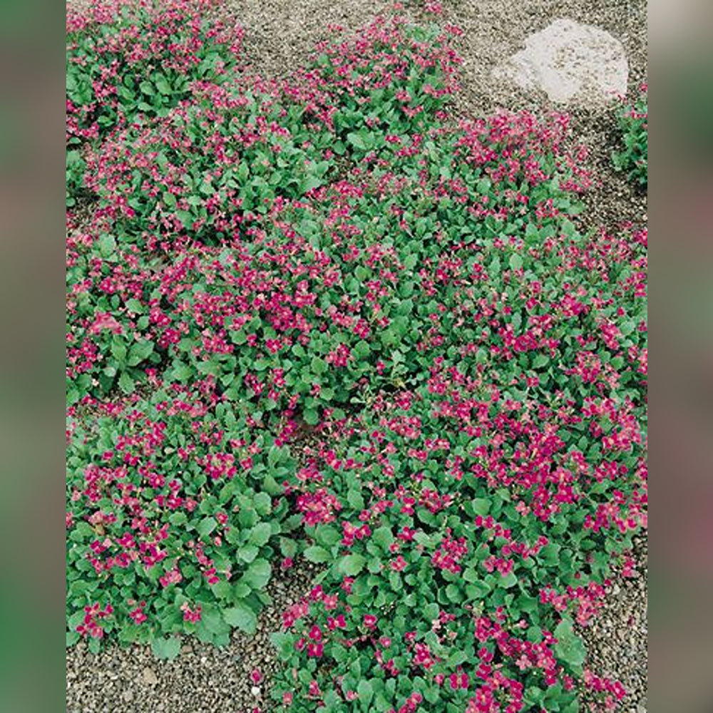 Arabis (Rock Cress) (3 Varieties available)