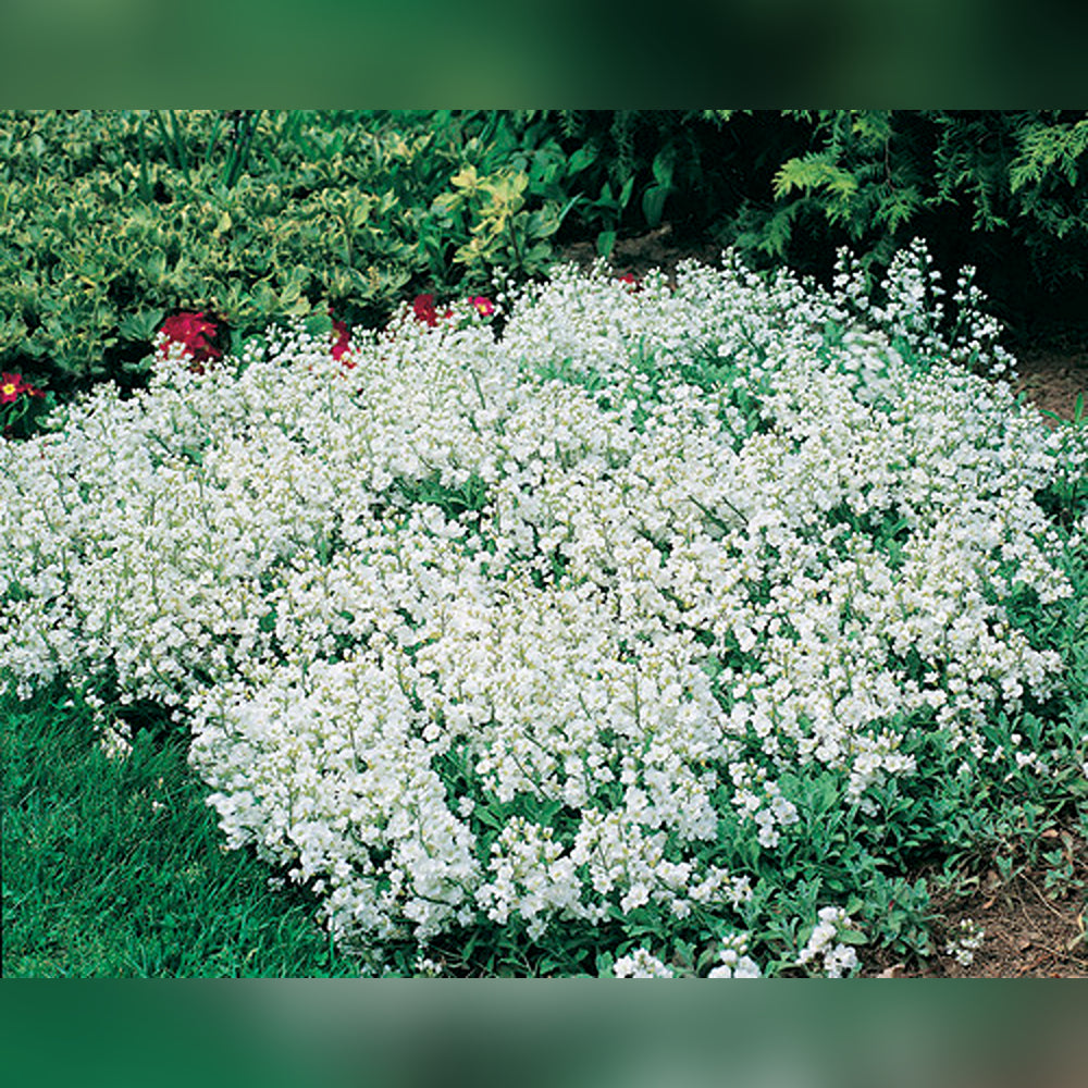 Arabis (Rock Cress) (3 Varieties available)