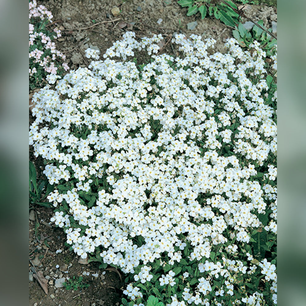 Arabis (Rock Cress) (3 Varieties available)