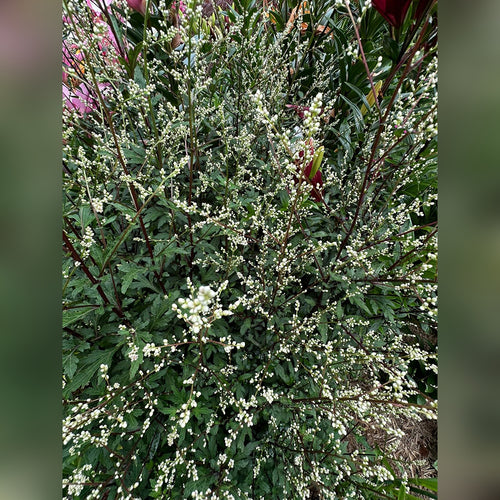 Artemesia lactiflora Quizhou