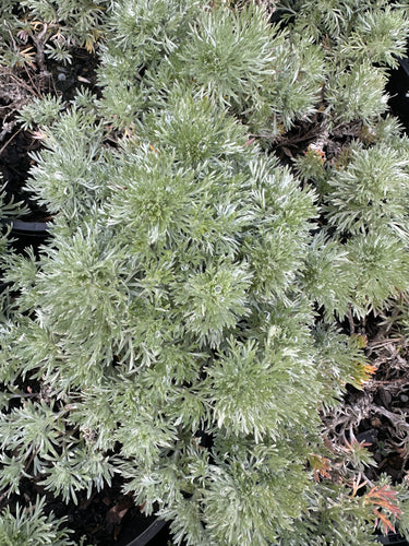 Artemisia pedemontana