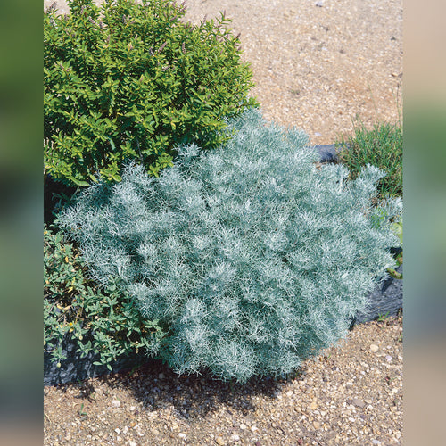 Artemisia canescens