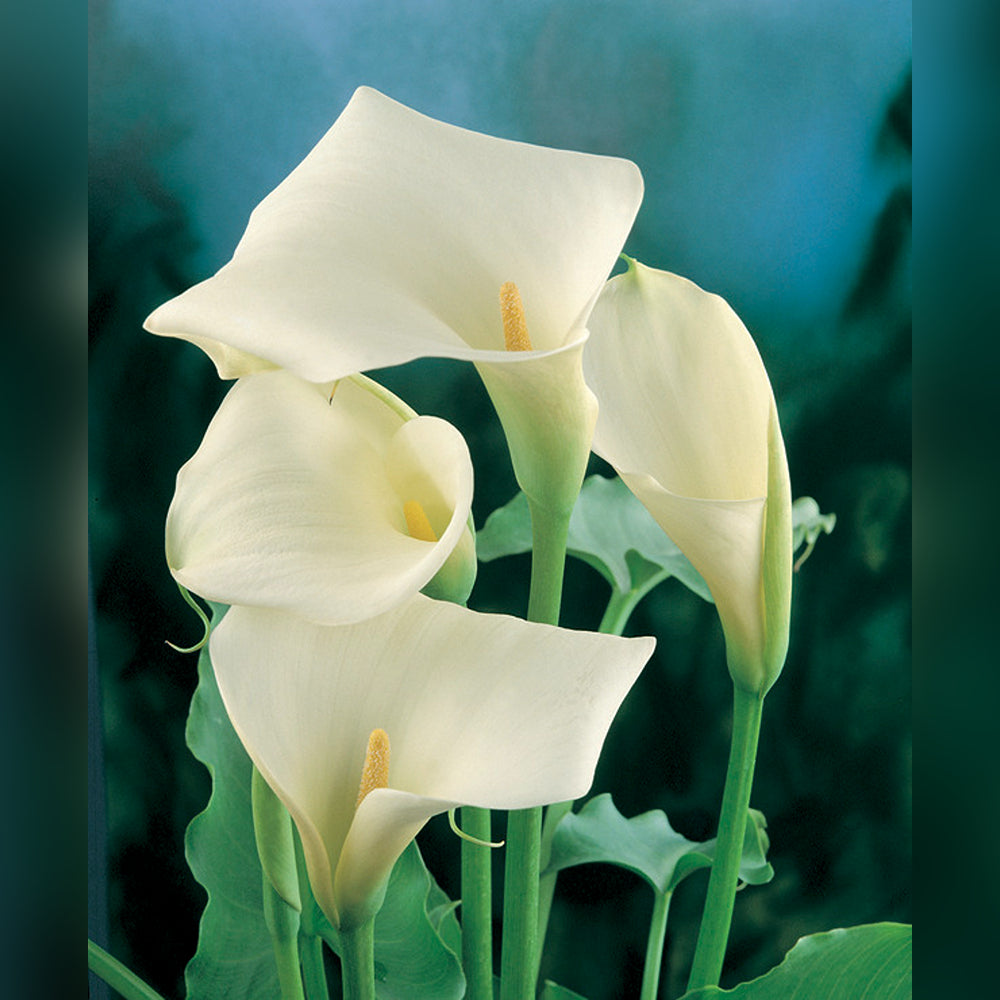 green goddess calla lily plant Arum green goddess – Tablelands Nurseries Online