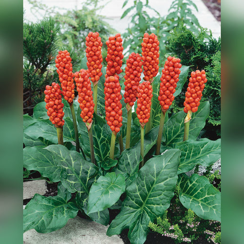 Arum italicum Lords and Ladies