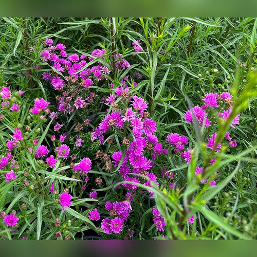 Aster (3 Varieties Available)