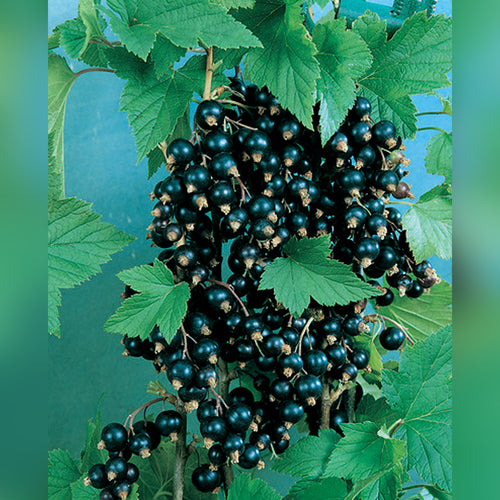 Currants (4 Varieties Available)
