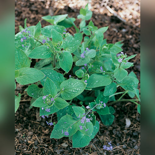 Brunnera macrophylla