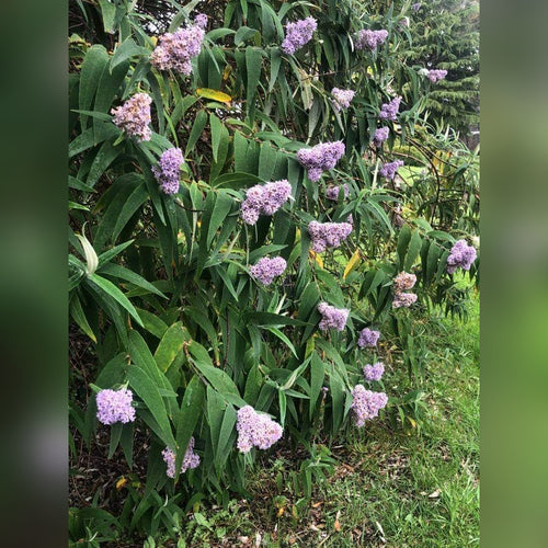 Buddleja salvilfolia