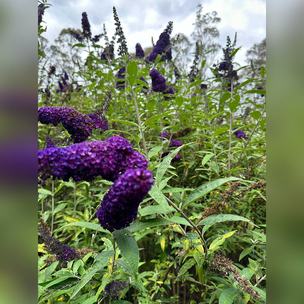 Buddleja Fragrant Buddleja davidii (6 Varieties Available) – Tablelands Nurseries Online