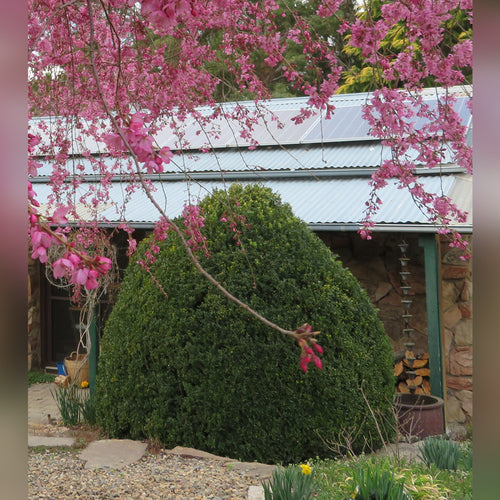 Buxus sempervirens (English Box)