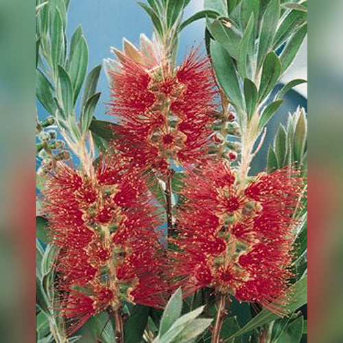 Callistemon (5 Varieties Available)