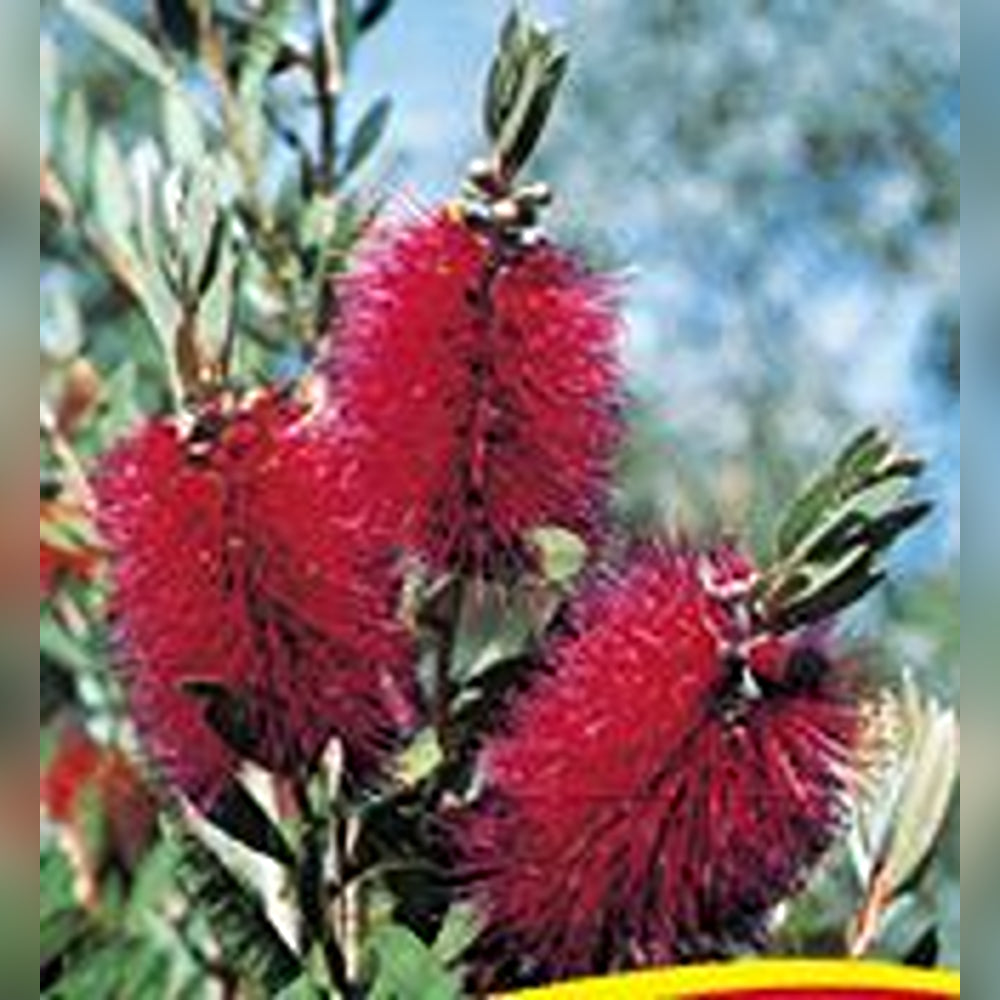 Callistemon (5 Varieties Available)