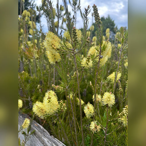 Callistemon pityoides