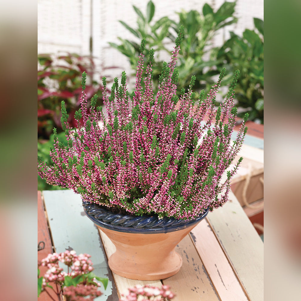 is calluna vulgaris an indoor plant Calluna vulgaris J.H. Hamilton