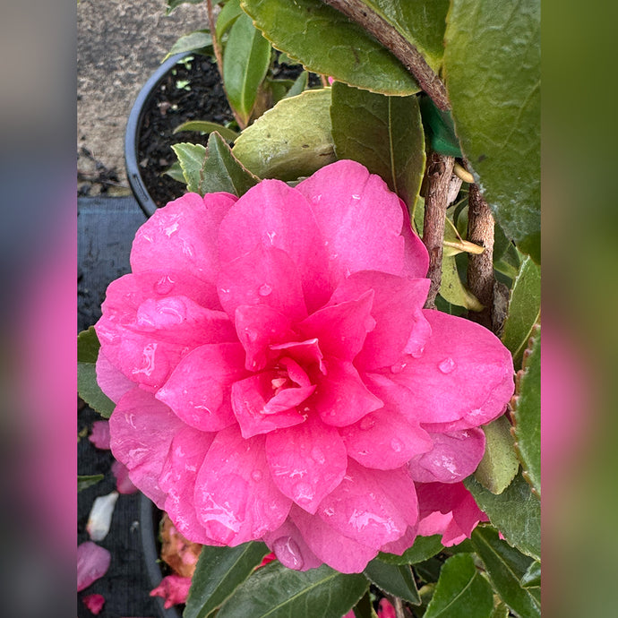 Camellia sasanqua (11 Varieties Available)