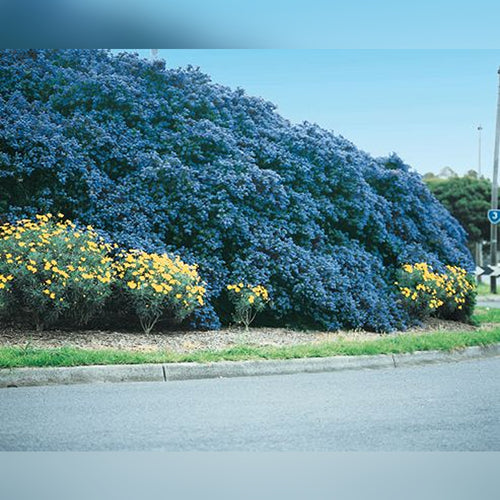 Ceanothus Blue Pacific