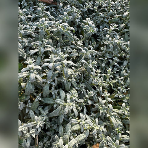 Cerastium tomentosum Snow in Summer