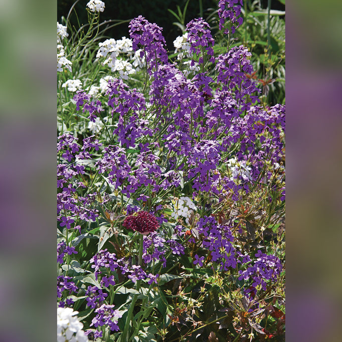 Cherianthus Winter Joy