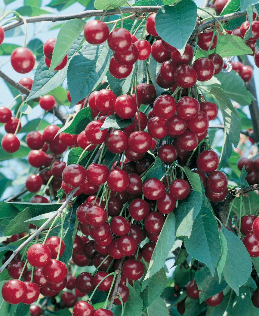 Cherry Examples Cherry (10 Varieties Available) – Tablelands Nurseries Online