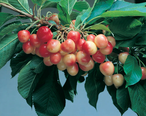 Cherry (10 Varieties Available)