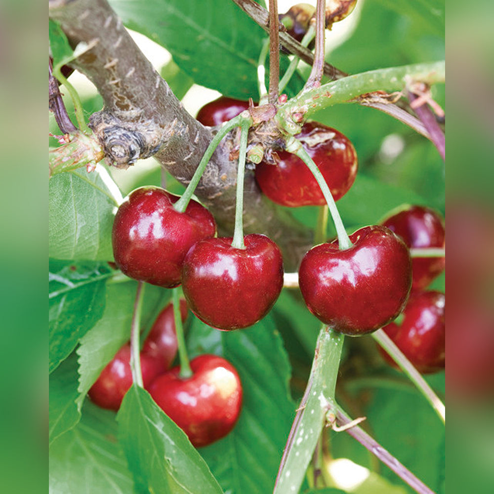 Cherry Examples Cherry (10 Varieties Available) – Tablelands Nurseries Online