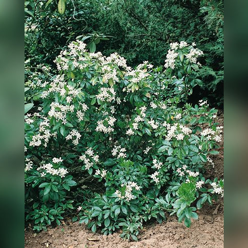 Choisya ternata (Mexican Orange Blossom)