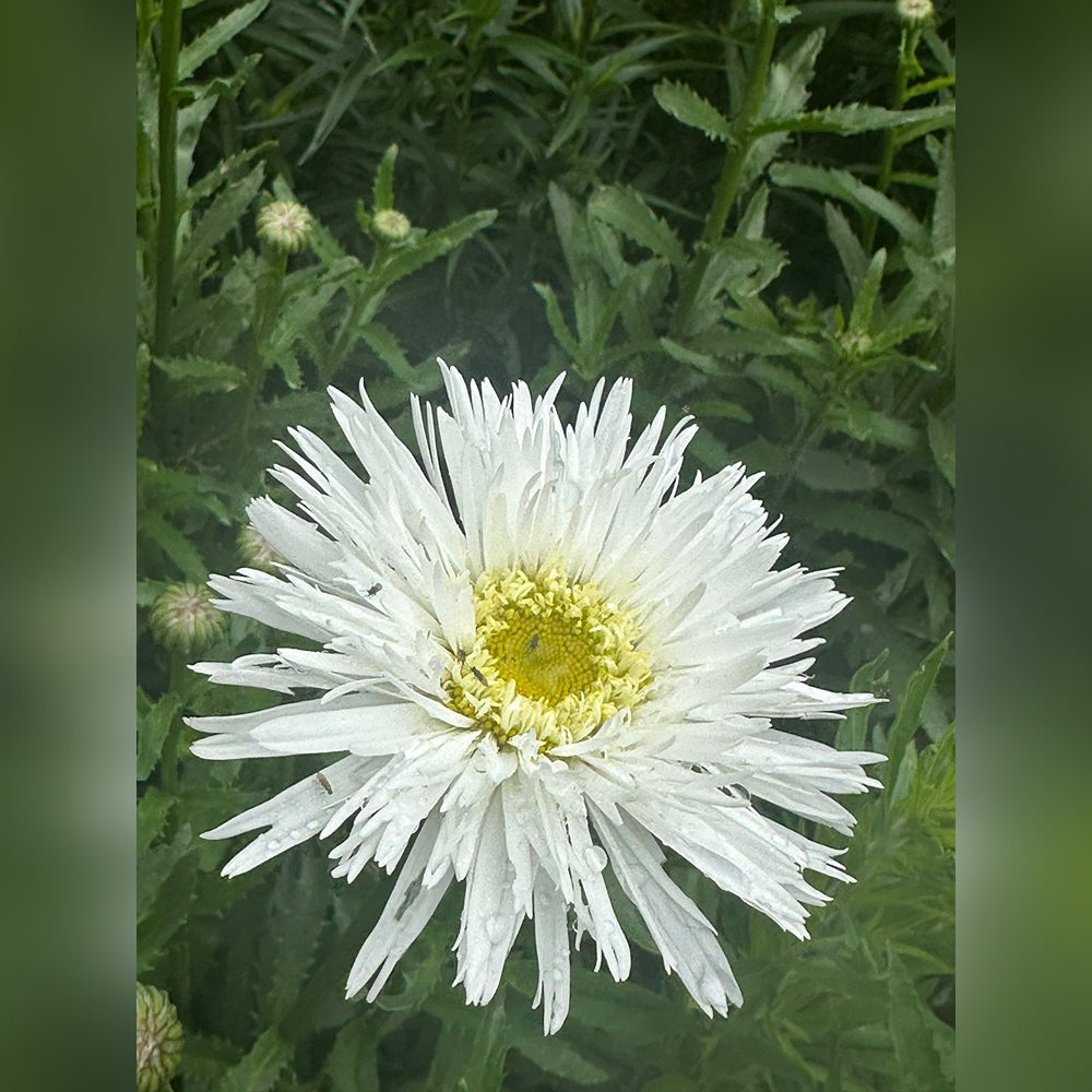 Chrysanthemum chiffon (Dwarf Double Shasta)