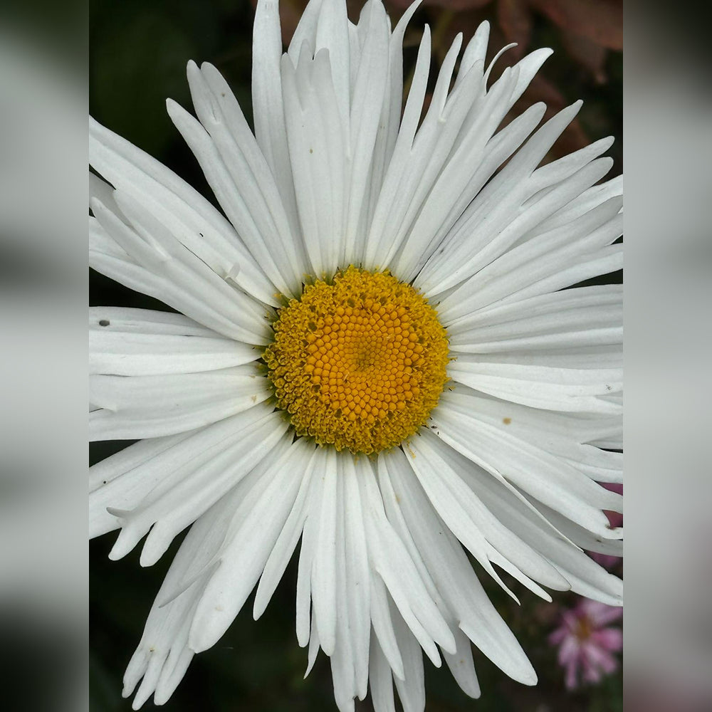 Chrysanthemum (3 Varieties Available)