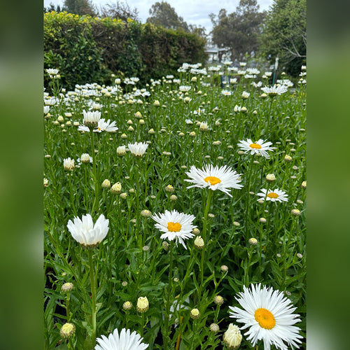 Chrysanthemum (3 Varieties Available)