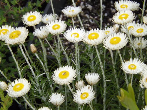 Chrysocephalum baxteri