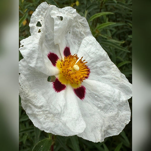 Cistus x purpureus (Alan Fradd)