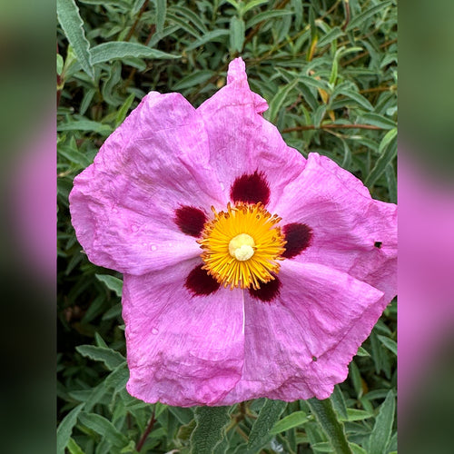 Cistus x purpureus (Brilliancy)