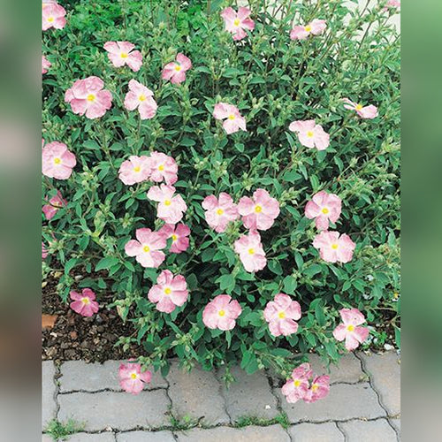 Cistus (Grayswood Pink)