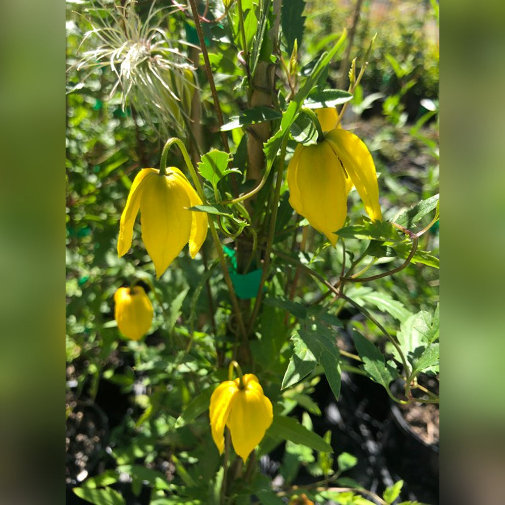 Clematis tangutica (Golden Clematis)