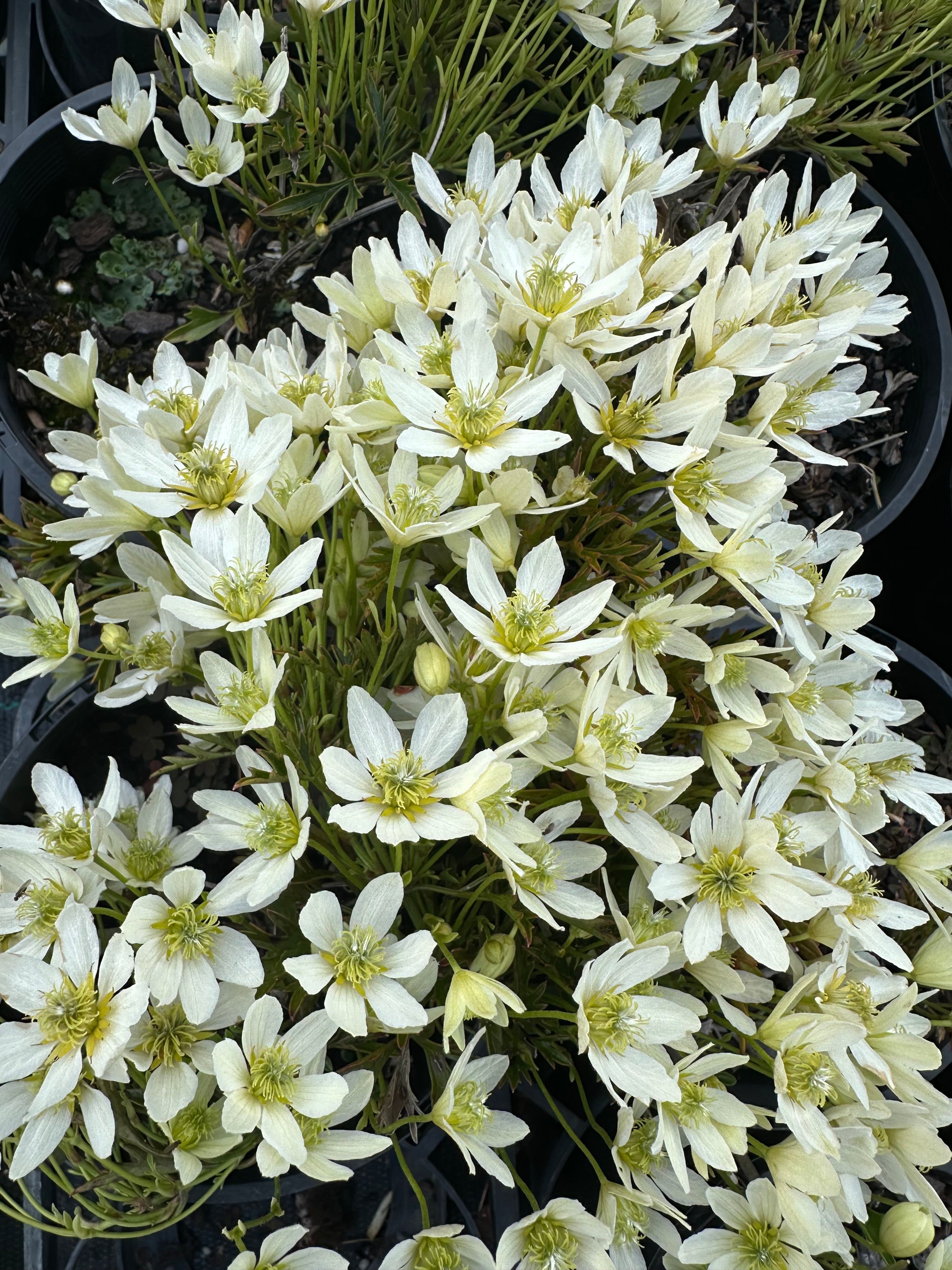 Clematis petriei x marmoraria Perfection