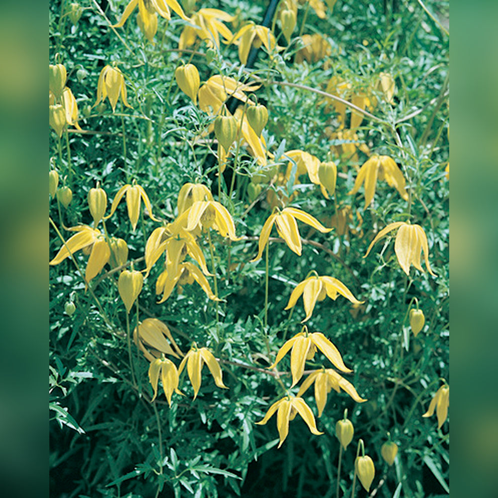 Clematis tangutica (Golden Clematis)