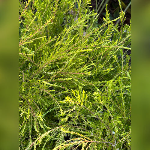 Coleonema pulchrum Aurea (Golden Diosma)