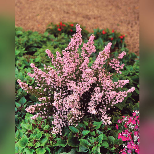 Coleonema Pulchrum Compactum (Dwarf Pink Diosma)