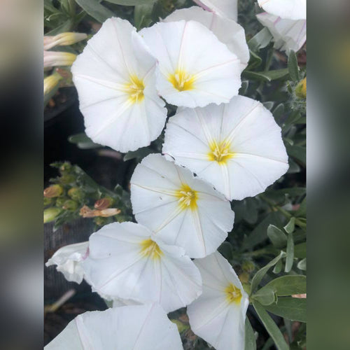 Convolvulus cneorum (Silver Bush)