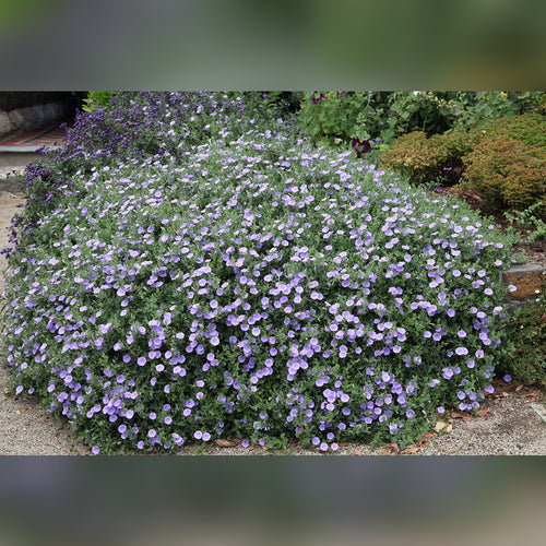 Convolvulus sabatius