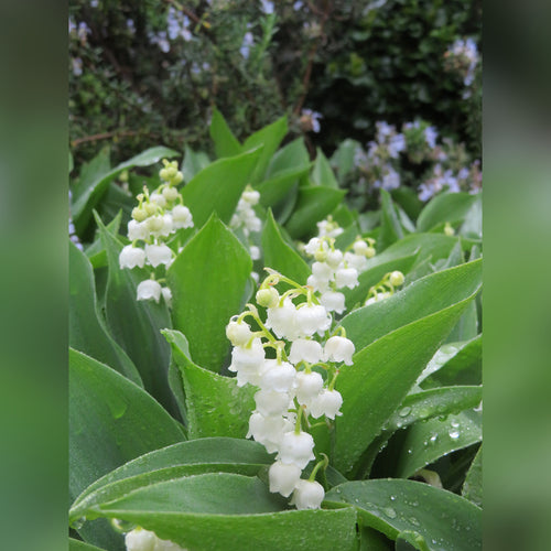 Lily-of-the-Valley