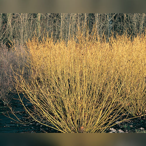 Cornus sericea flaviramea - Yellow Stem Dogwood