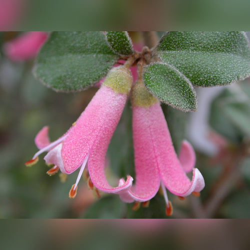 Correa 'Candy Pink'