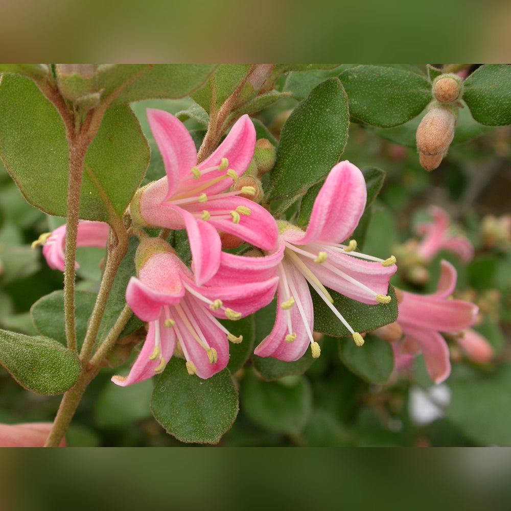 Correa Catie Bec Tablelands Nurseries Online correa-catie-bec-tablelands-nurseries-online
