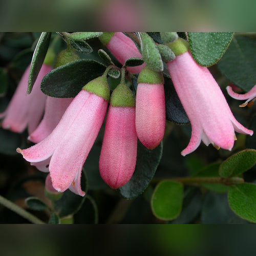 Correa 'Isabell'