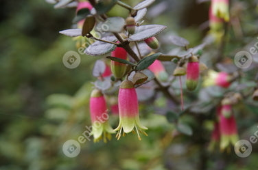 Correa Canberra Bells