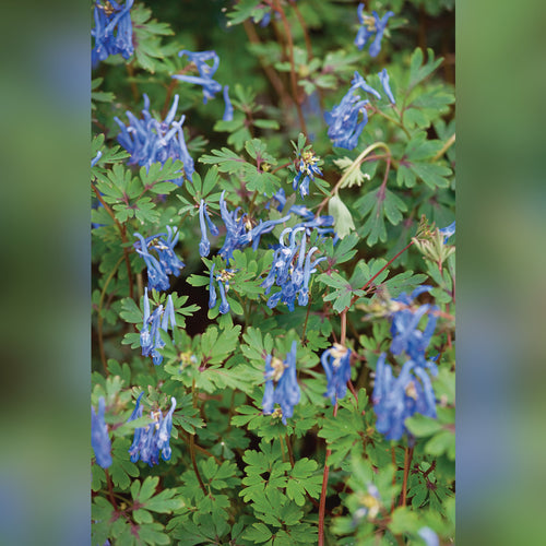 Corydalis hybrid 'Blue Line'