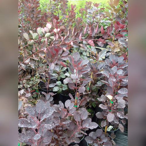 Cotinus - Smokebush (2 varieties available)