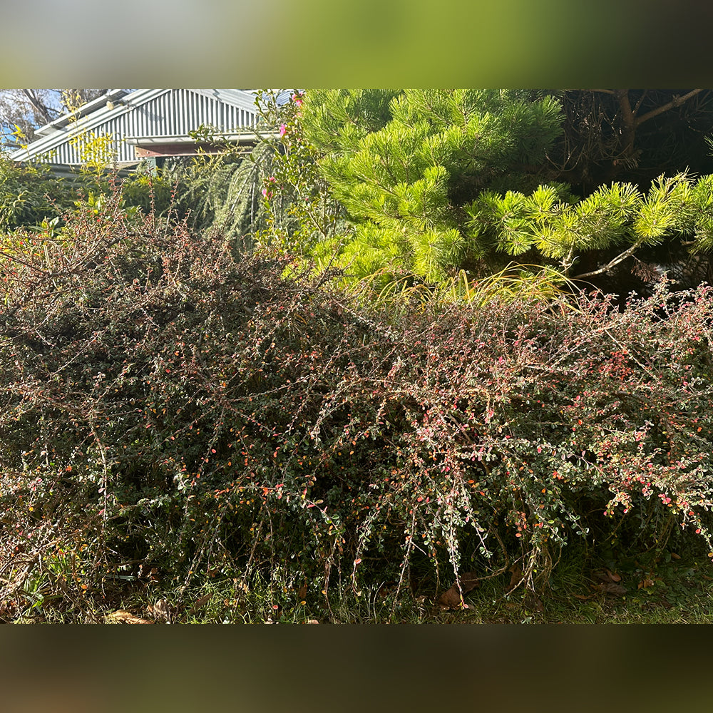 Cotoneaster (2 Varieties Available)