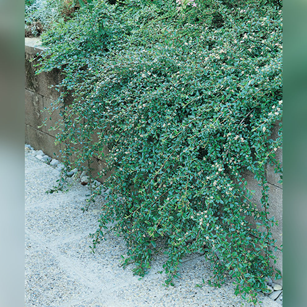 Cotoneaster (2 Varieties Available)